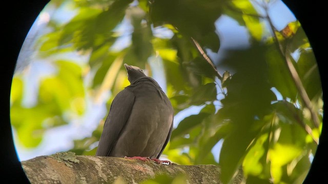 White-crowned Pigeon - ML644292254