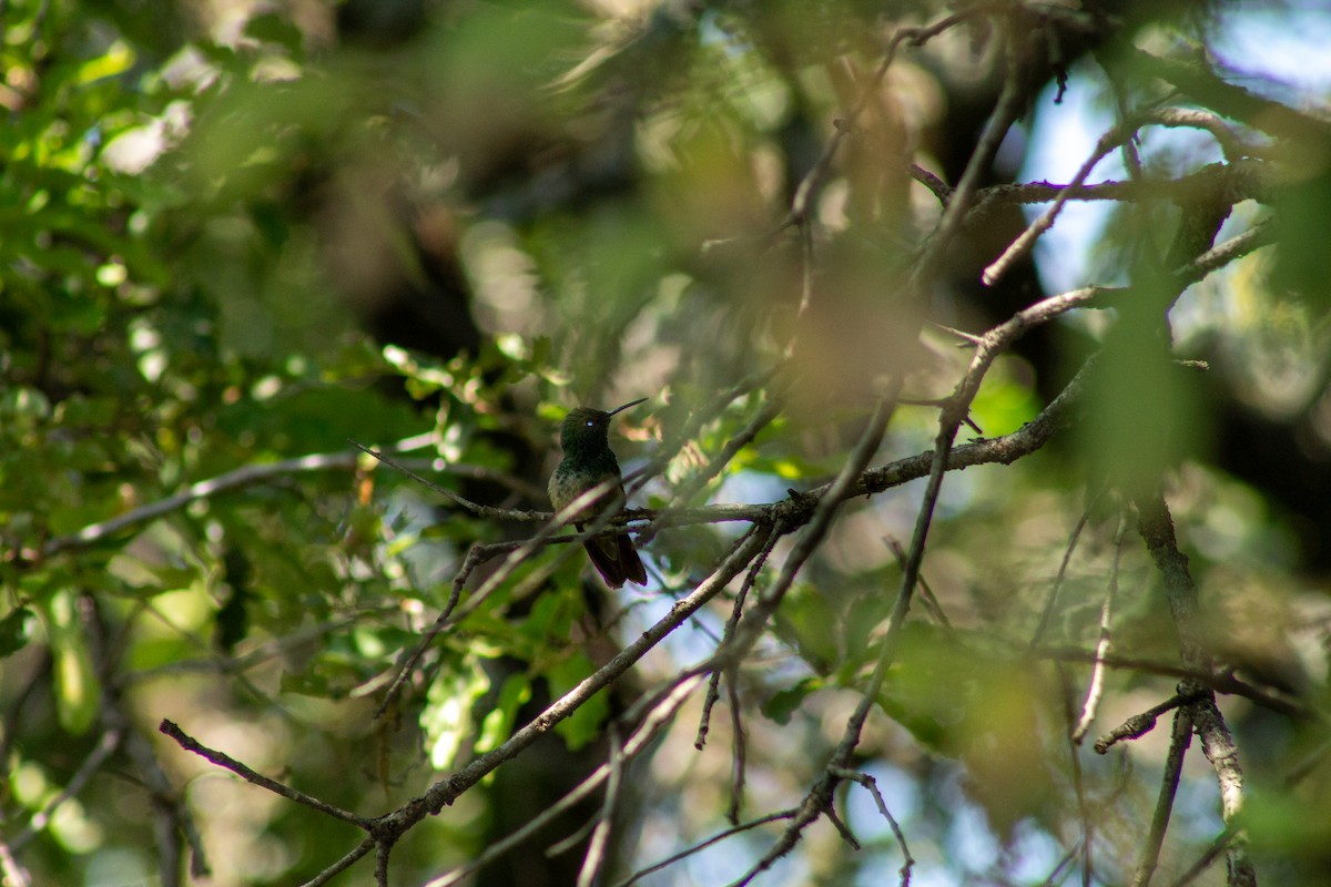 beryllkolibri - ML644292267