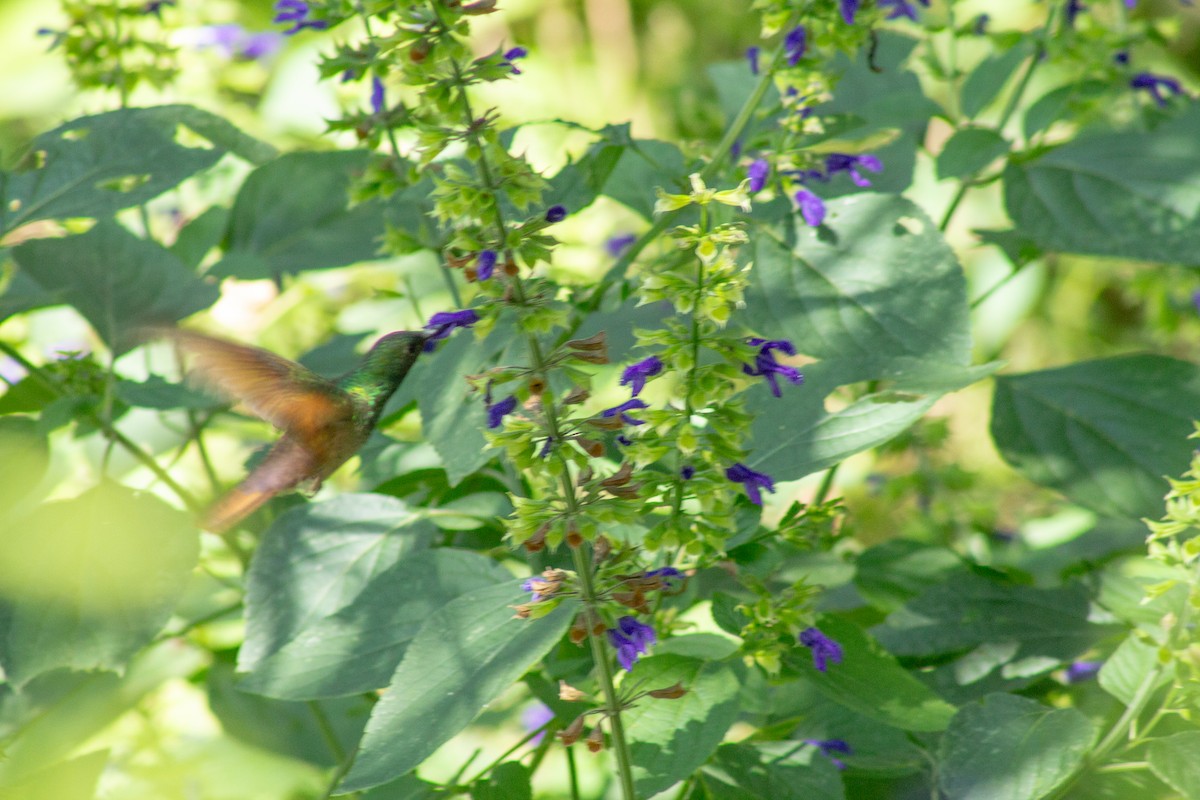 beryllkolibri - ML644292268