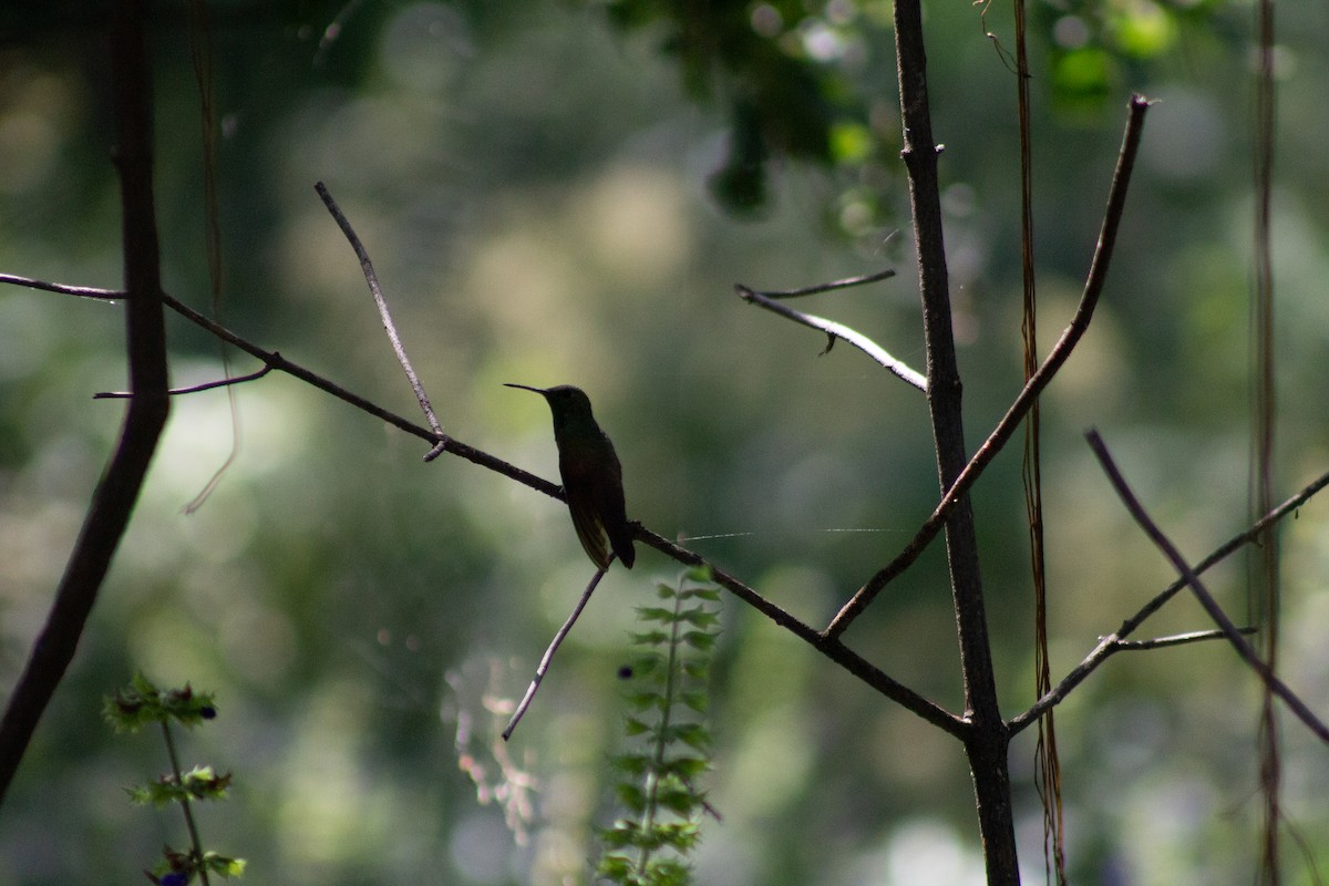 beryllkolibri - ML644292269