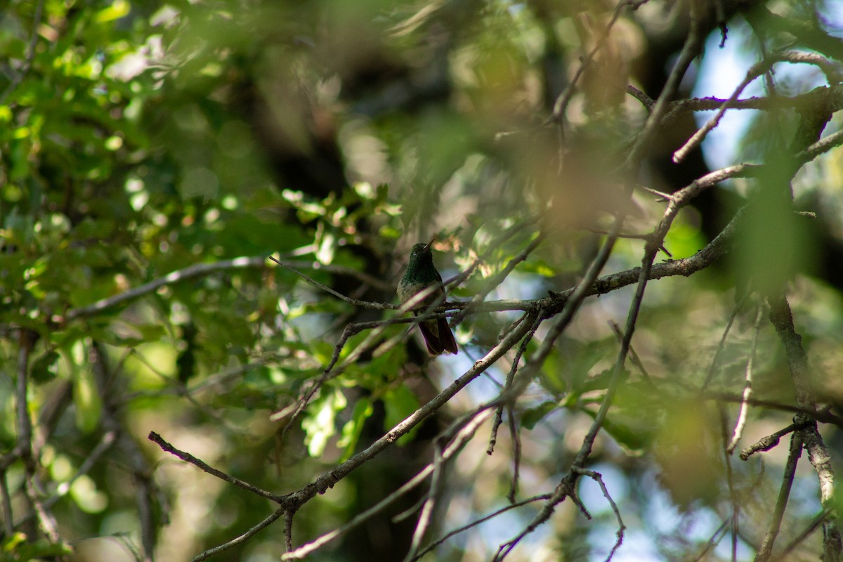 beryllkolibri - ML644292270