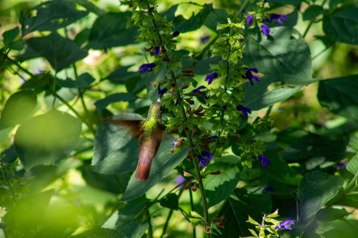 beryllkolibri - ML644292271