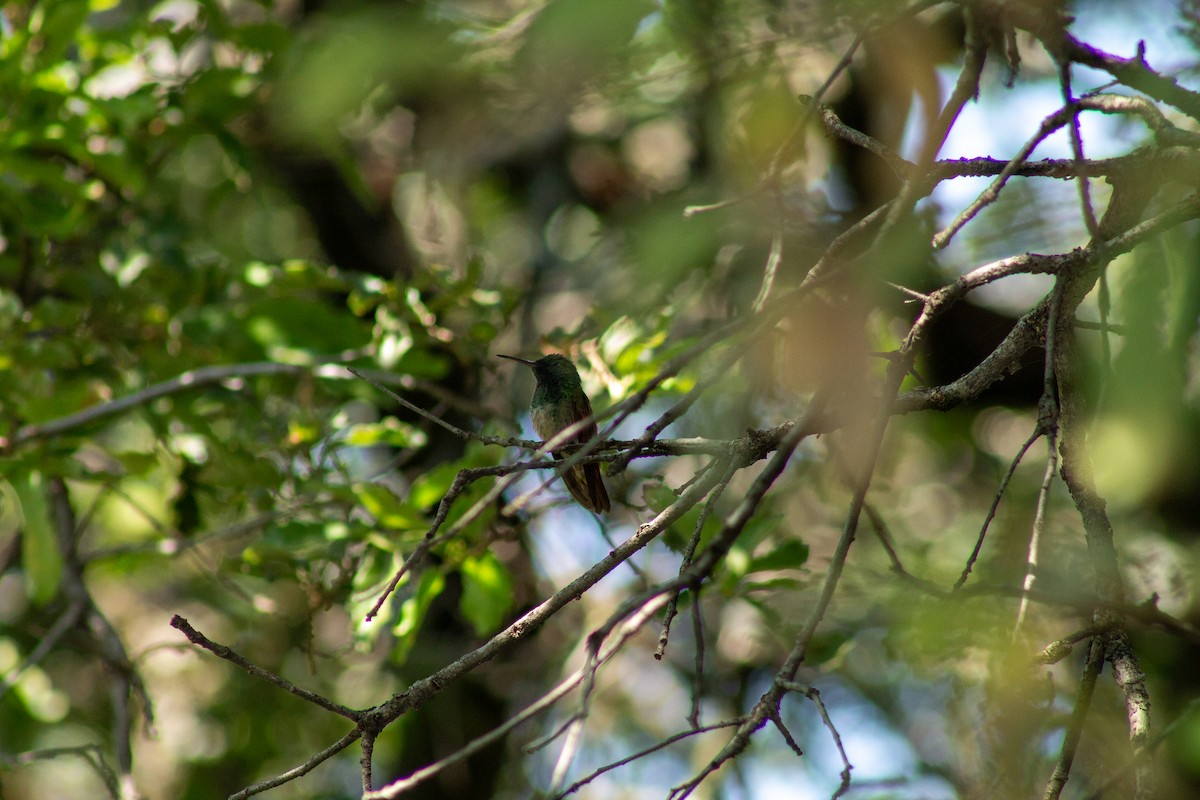 beryllkolibri - ML644292272