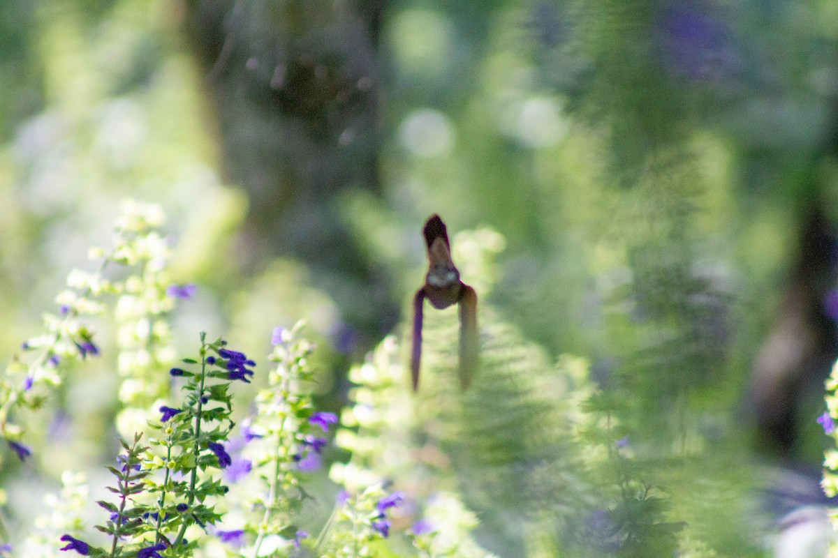 beryllkolibri - ML644292273