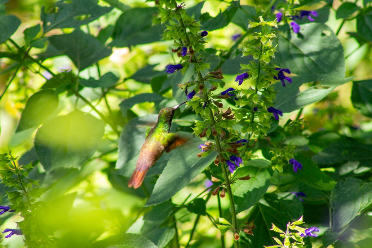 beryllkolibri - ML644292274