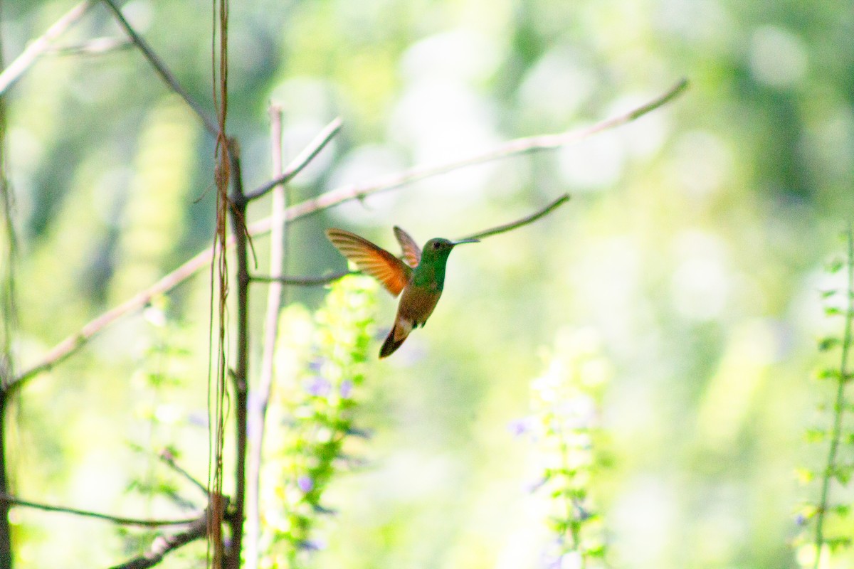 beryllkolibri - ML644292275