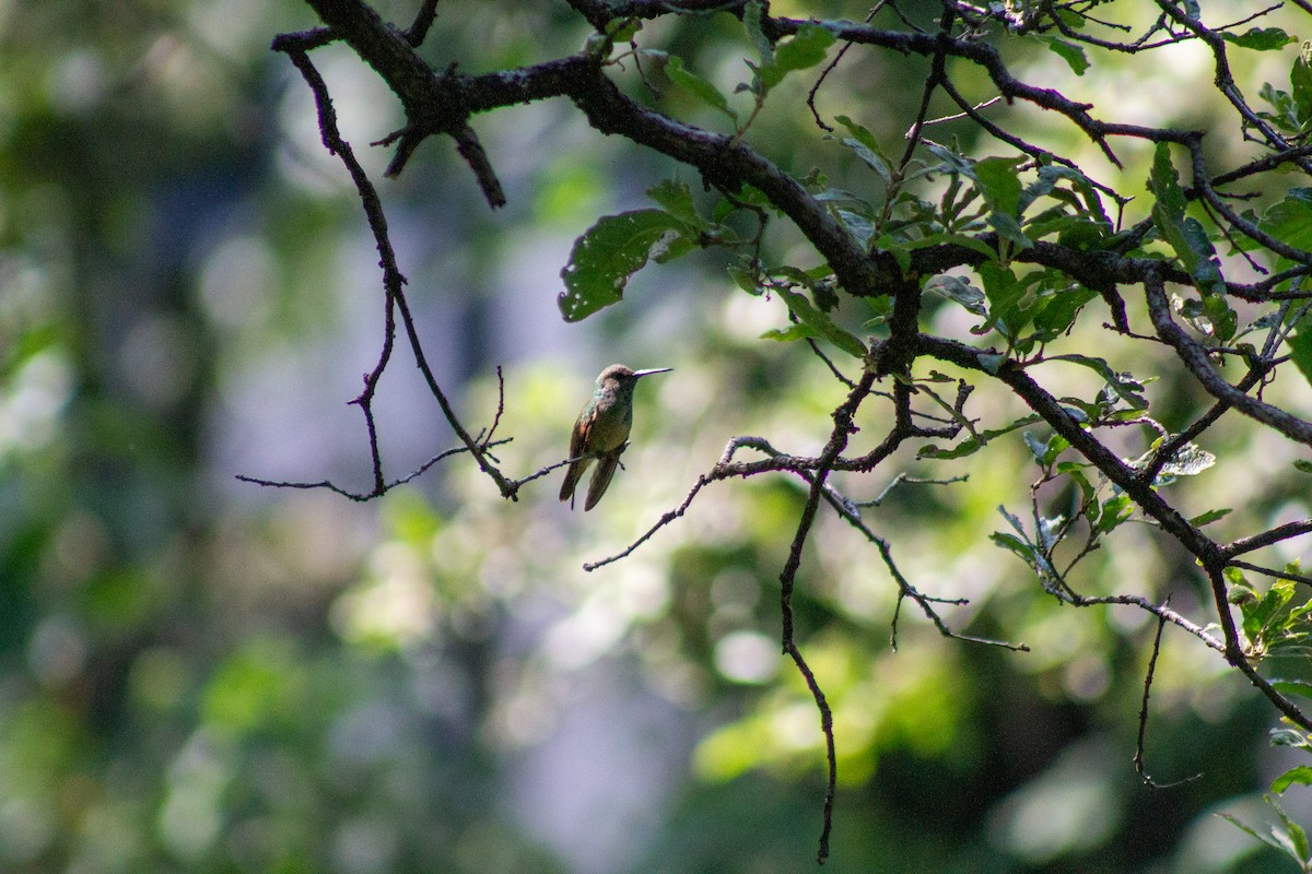beryllkolibri - ML644292276