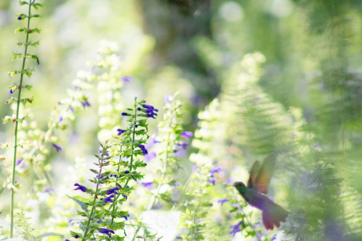 beryllkolibri - ML644292277