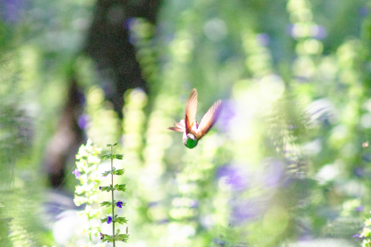 beryllkolibri - ML644292278