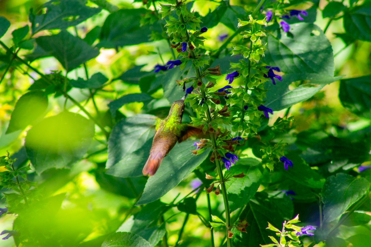 beryllkolibri - ML644292279