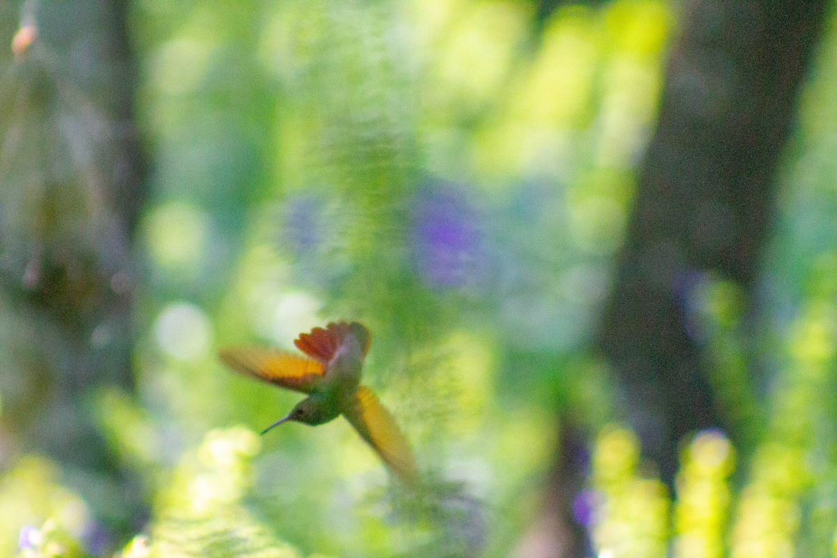 beryllkolibri - ML644292280