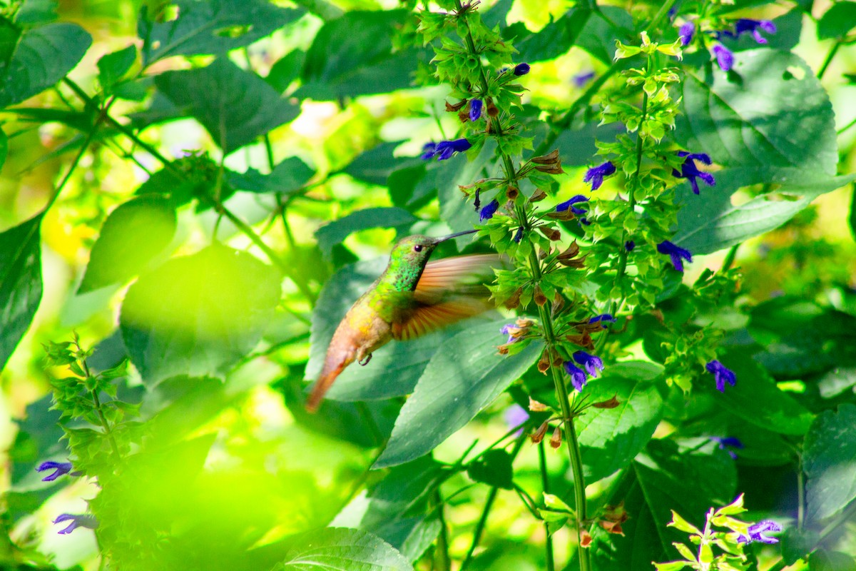 beryllkolibri - ML644292281