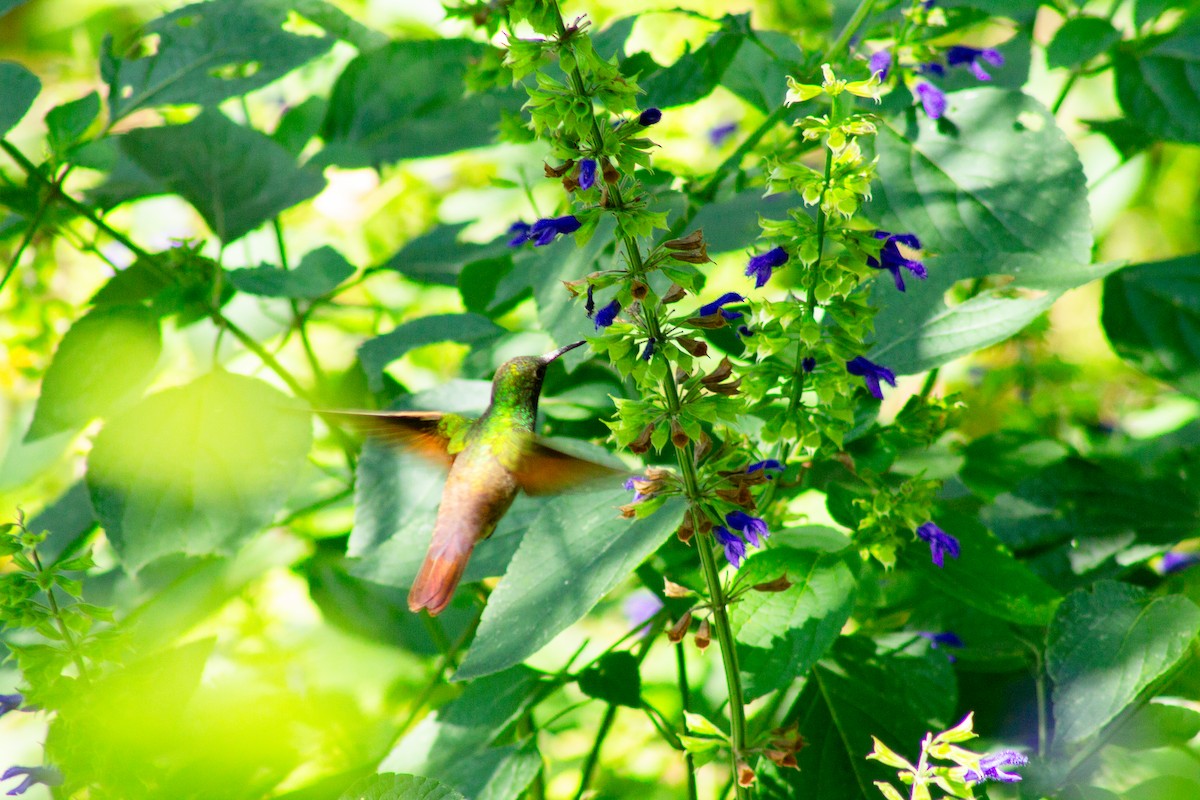 beryllkolibri - ML644292282