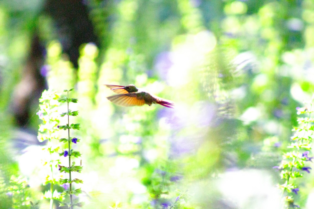 beryllkolibri - ML644292283