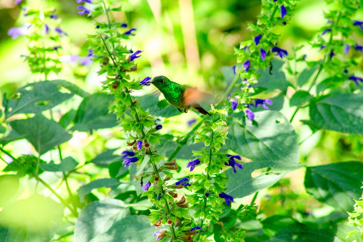 beryllkolibri - ML644292284