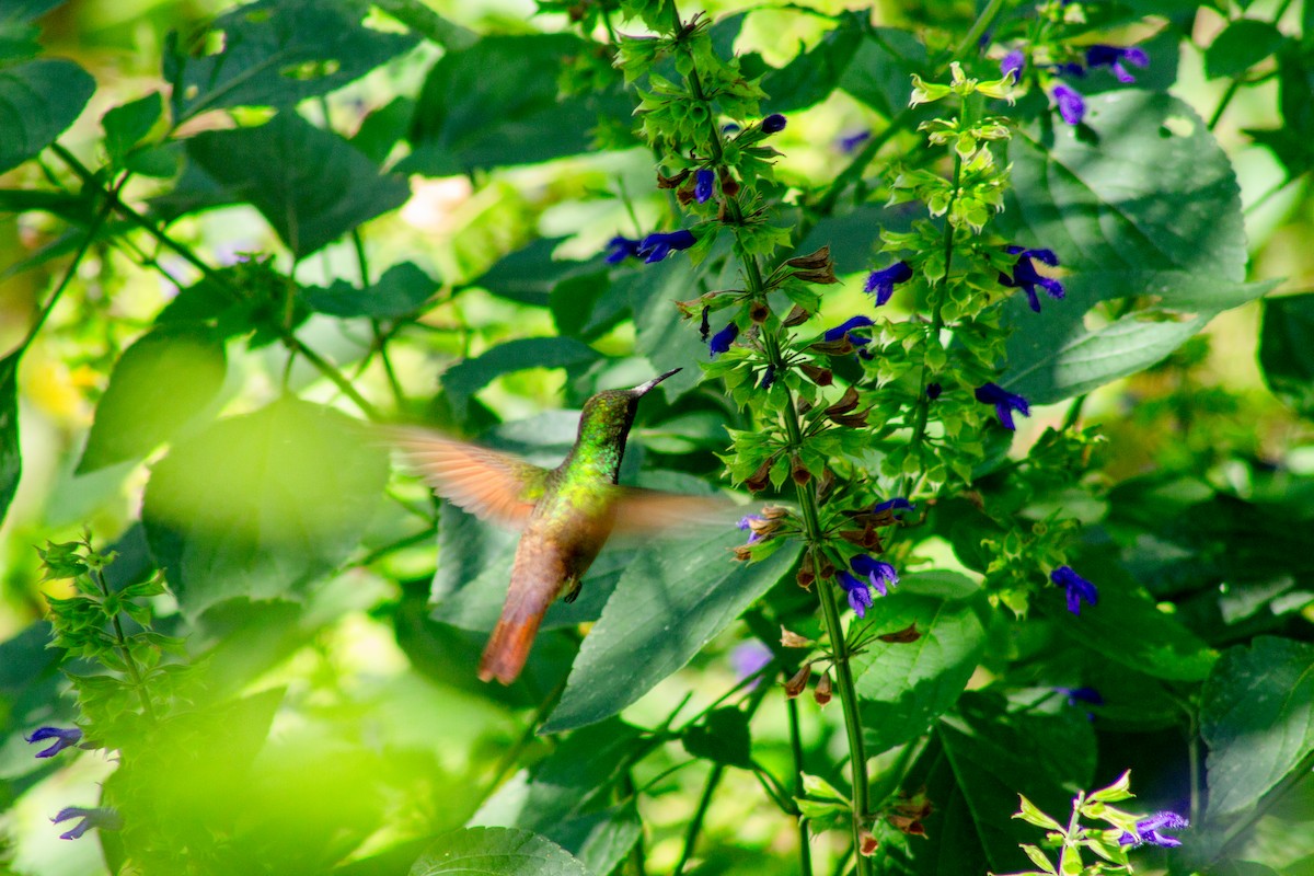 beryllkolibri - ML644292285