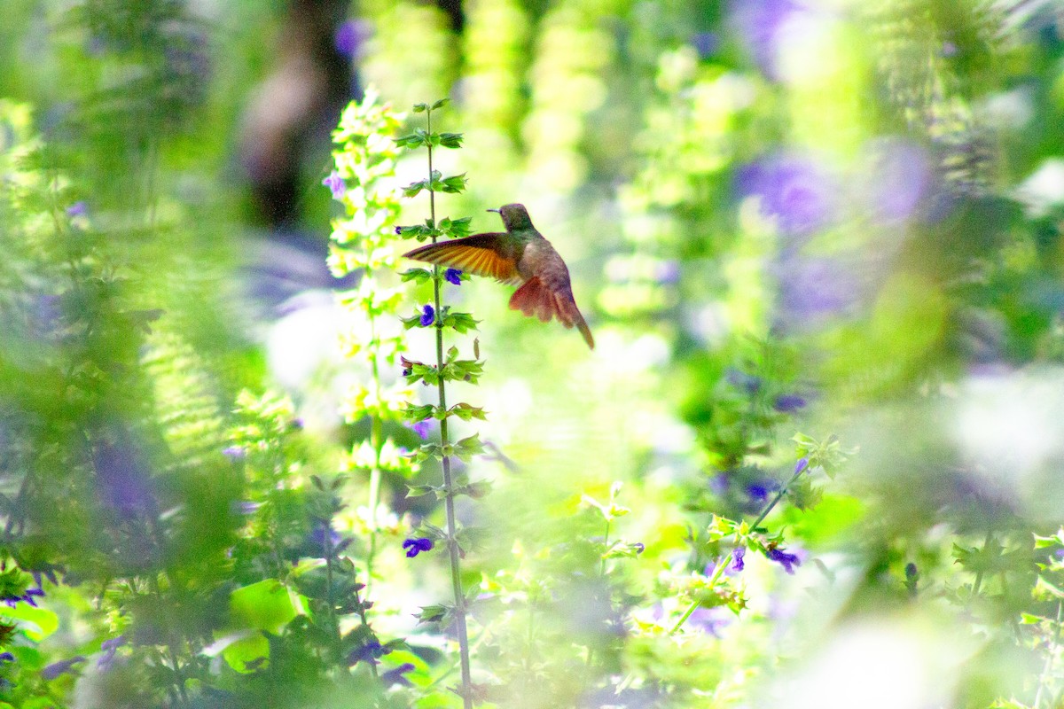 beryllkolibri - ML644292286