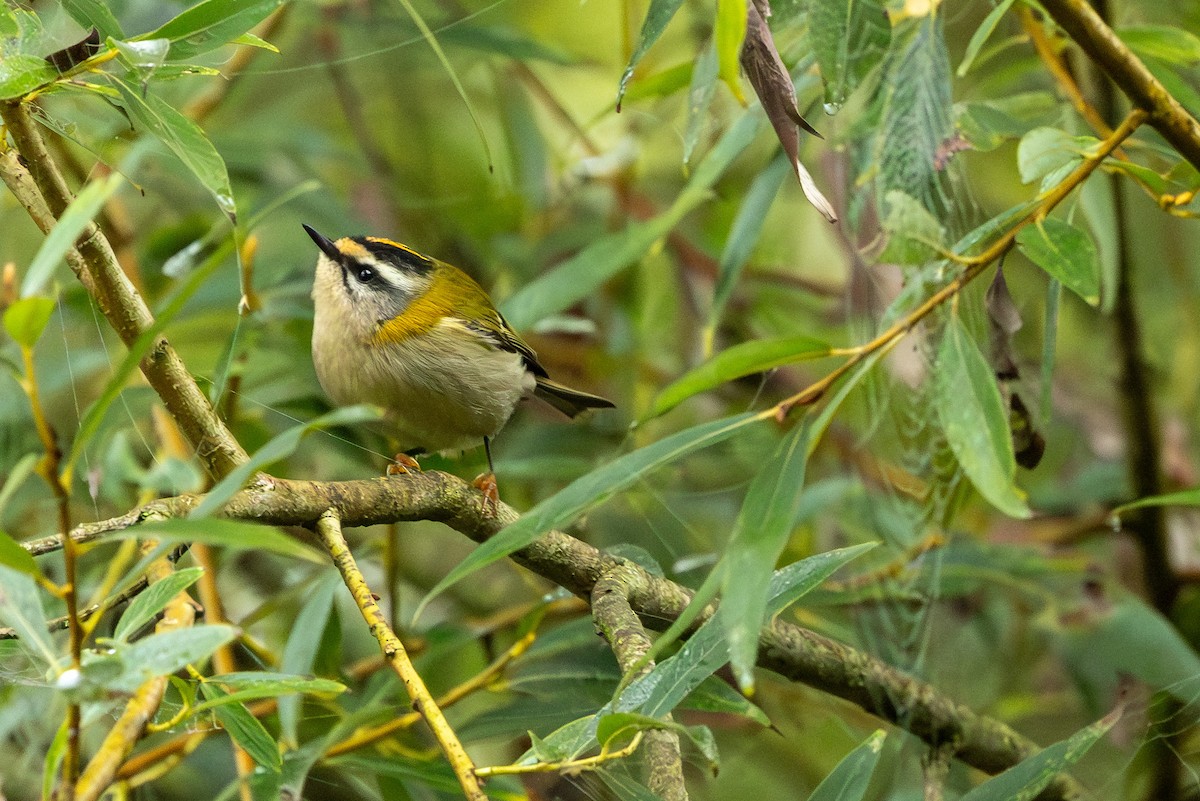 Common Firecrest - ML644292295