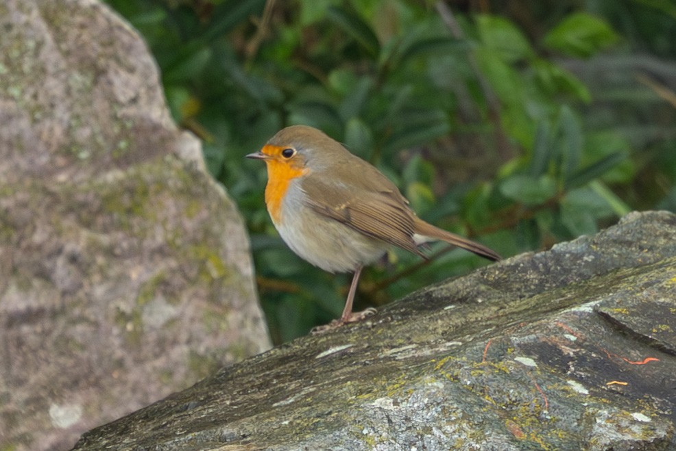 Өрнийн зээрд омруут - ML644292297