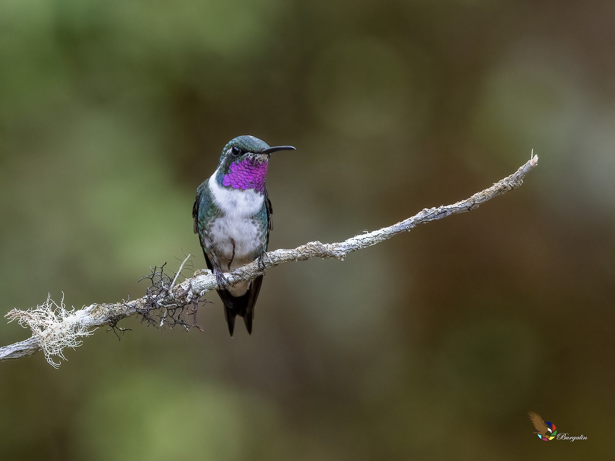 hvitbukkolibri - ML644292313