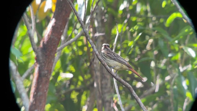 Sulphur-bellied Flycatcher - ML644292314