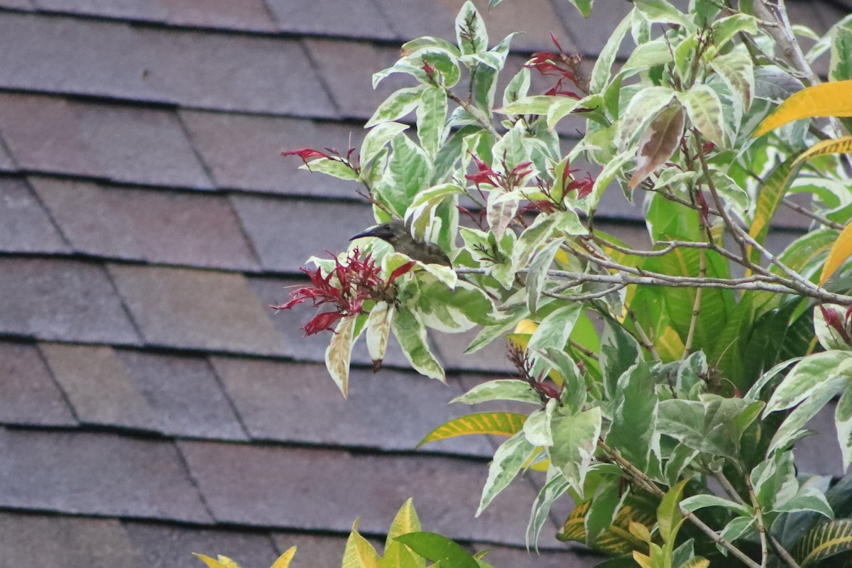 Western Wattled-Honeyeater - ML644292341