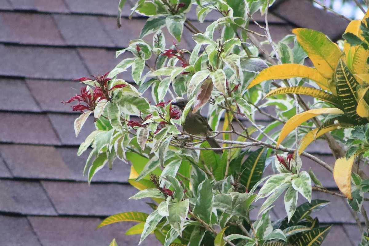 Western Wattled-Honeyeater - ML644292342