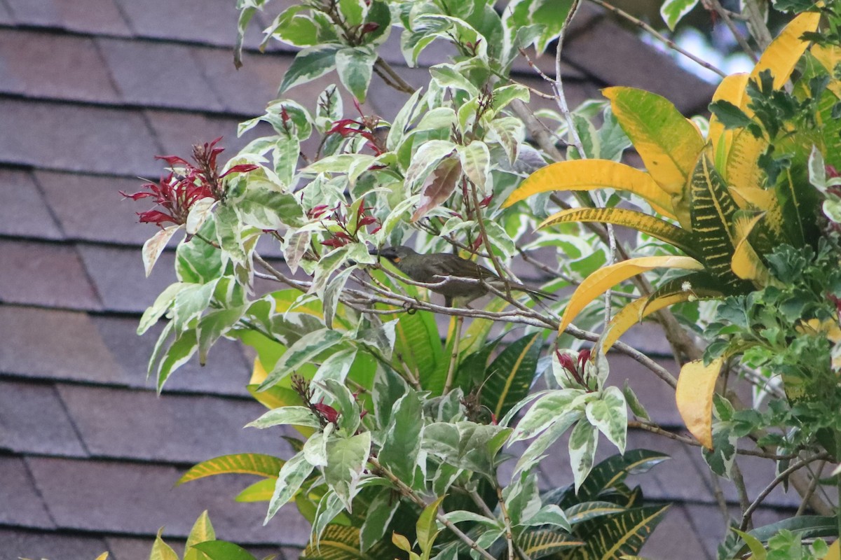 Western Wattled-Honeyeater - ML644292343