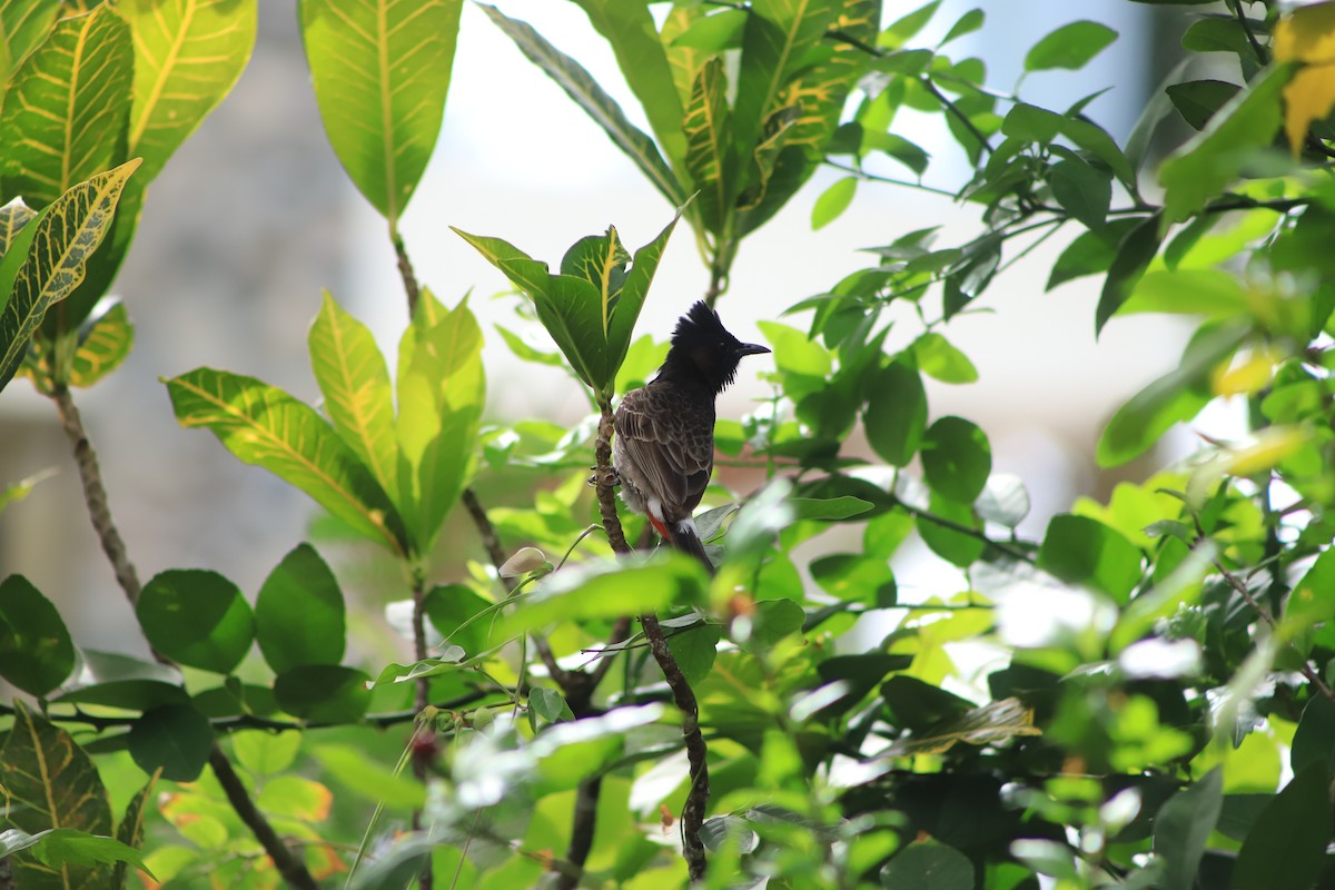 Bulbul ipurgorria - ML644292349