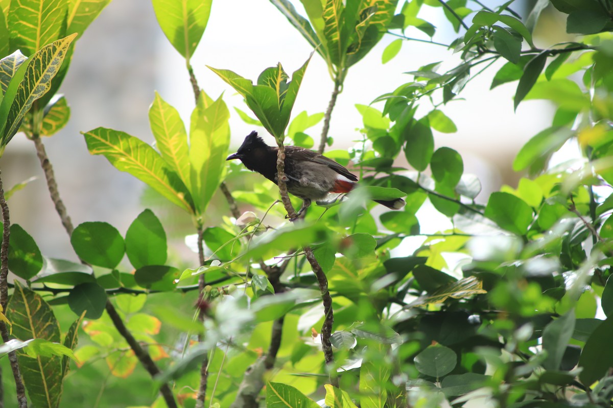 Bulbul ipurgorria - ML644292350