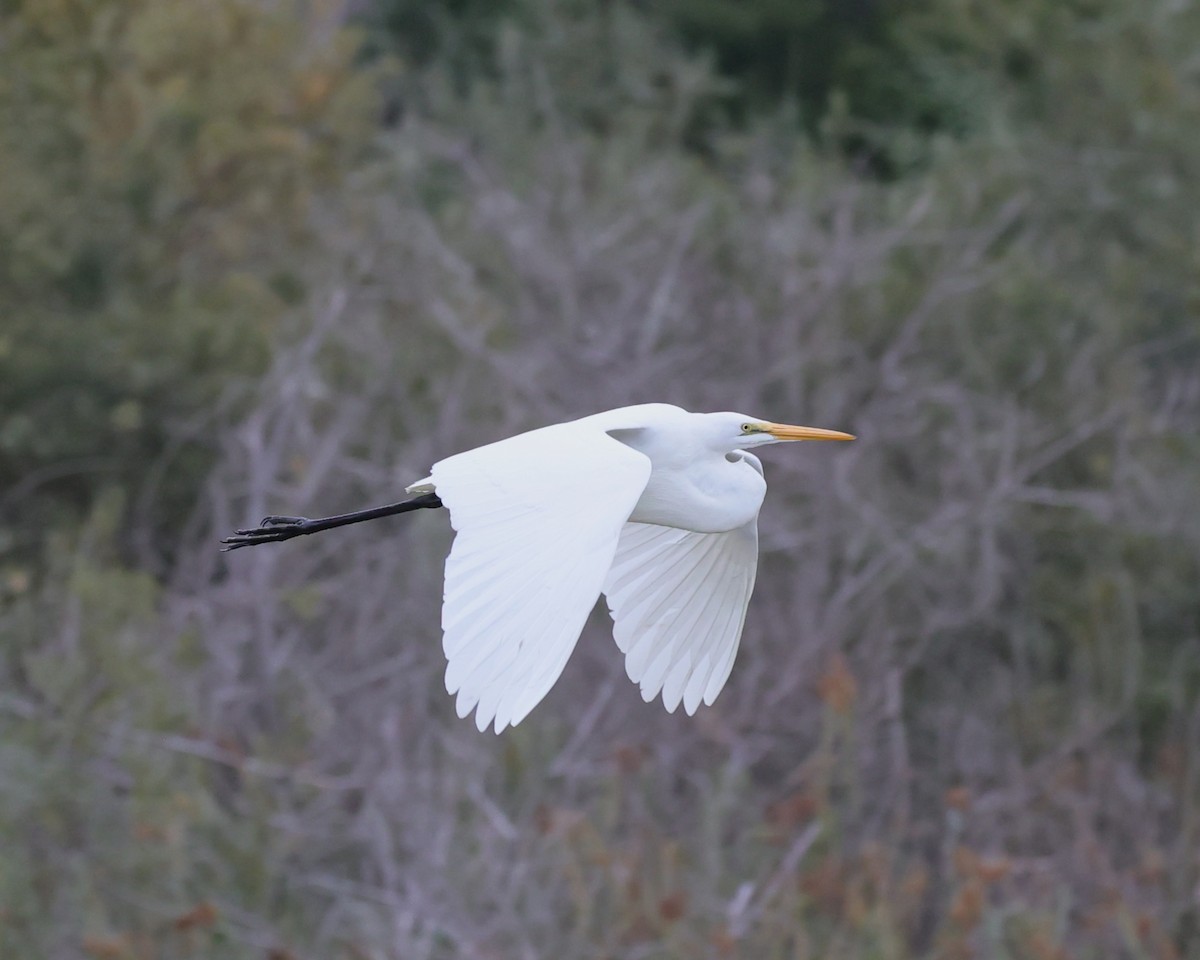 Great Egret - ML644292353