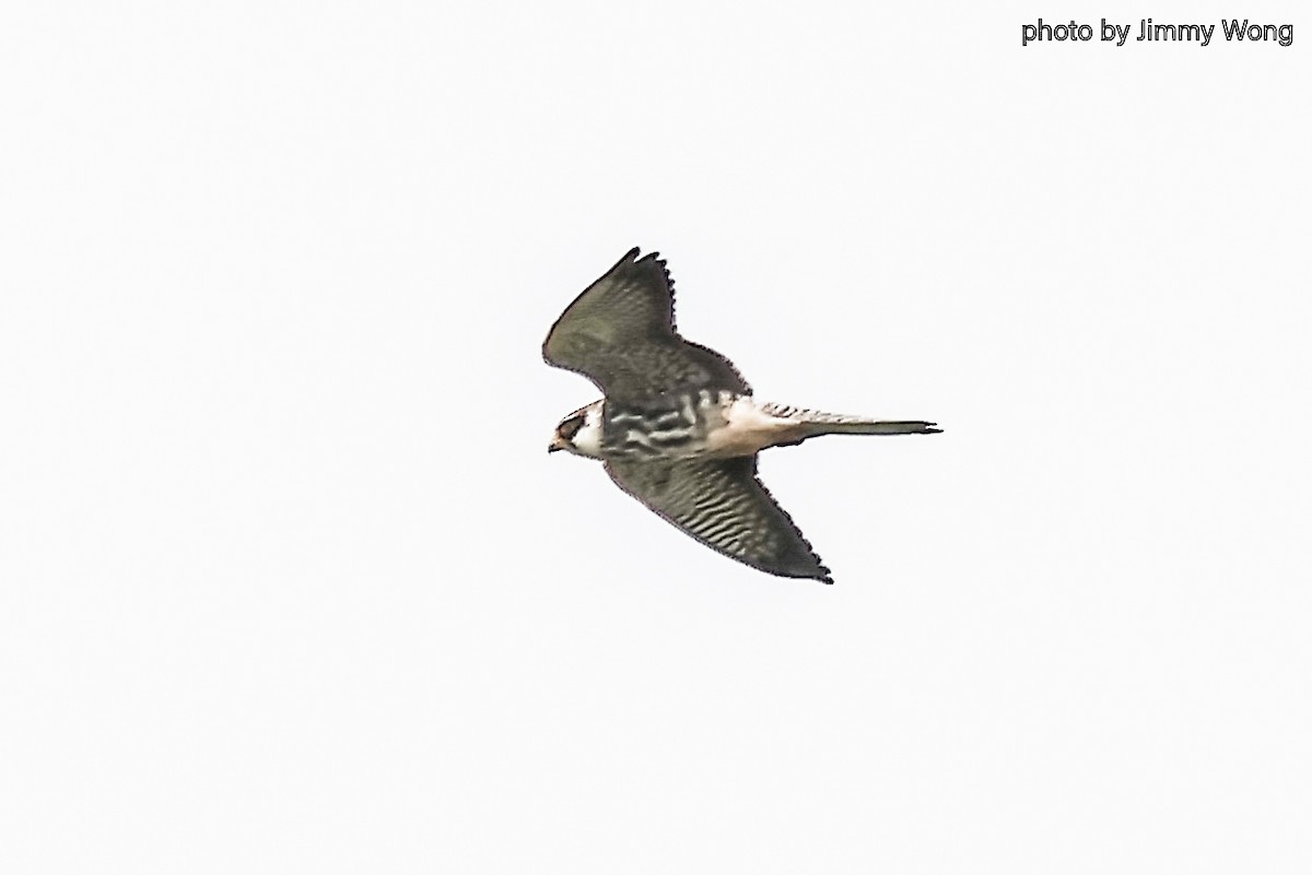 Amur Falcon - ML644292358