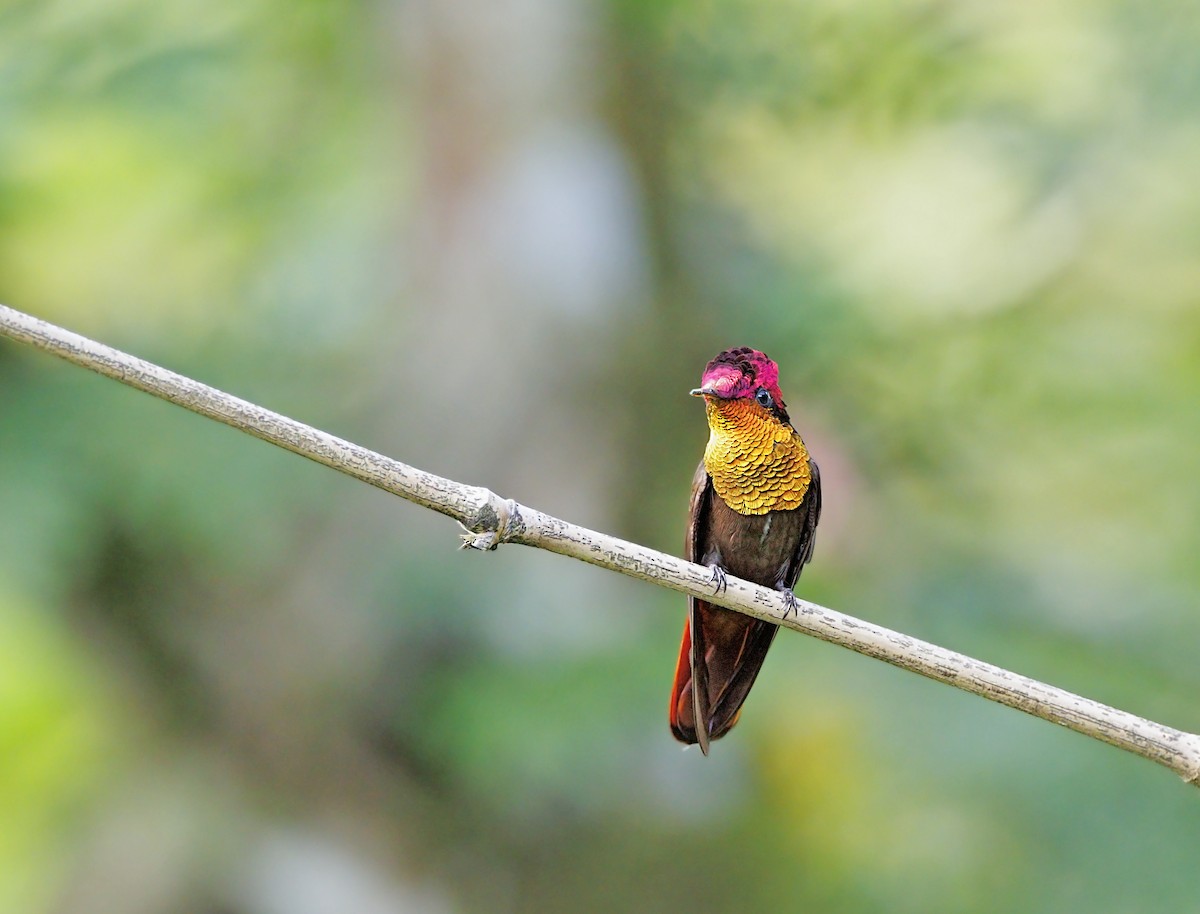 kolibřík červenohlavý - ML644292375