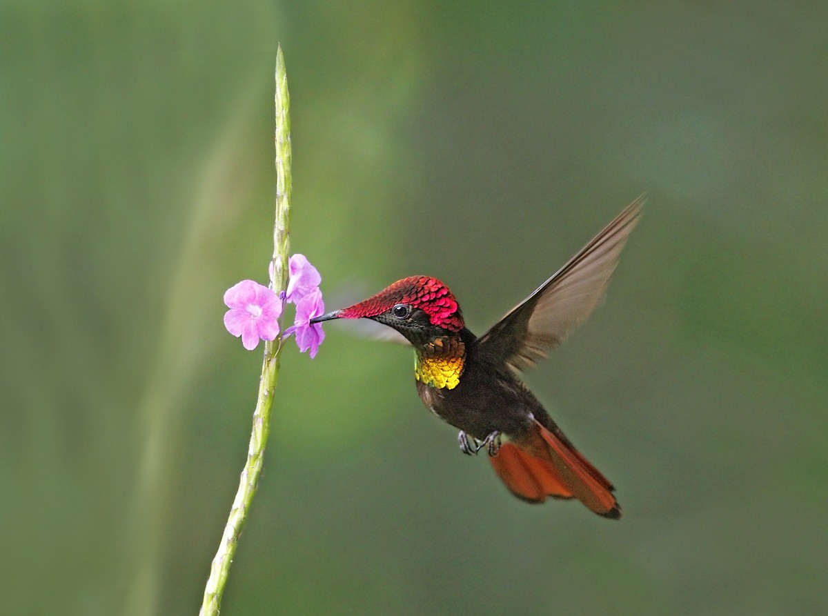 kolibřík červenohlavý - ML644292376