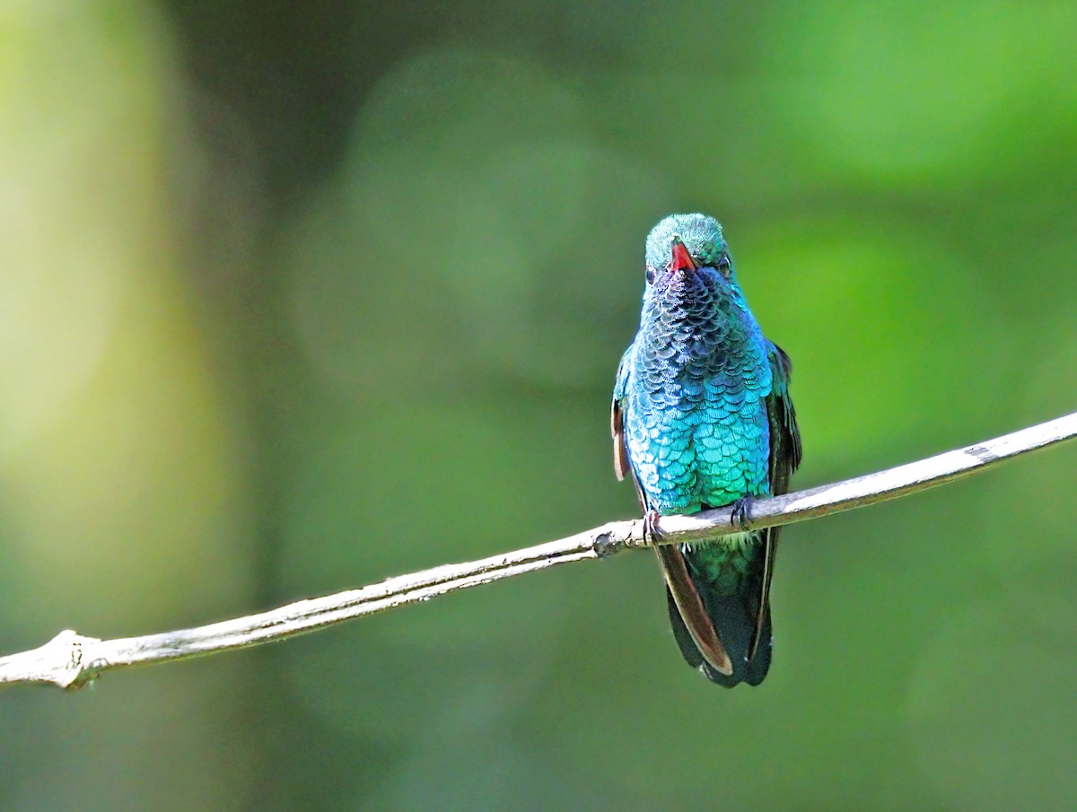 kolibřík modrobradý - ML644292380