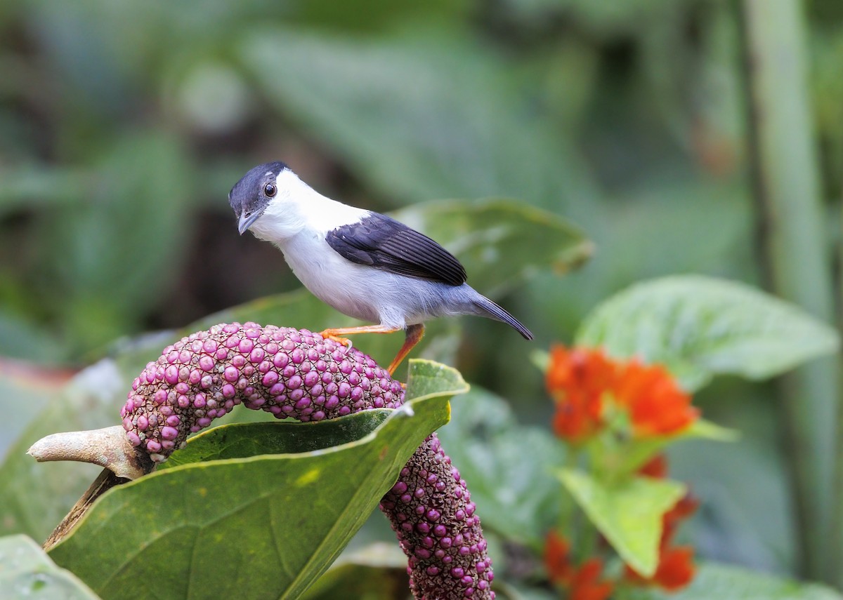 White-bearded Manakin - ML644292384