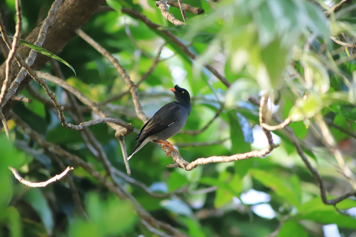 Jungle Myna - ML644292385