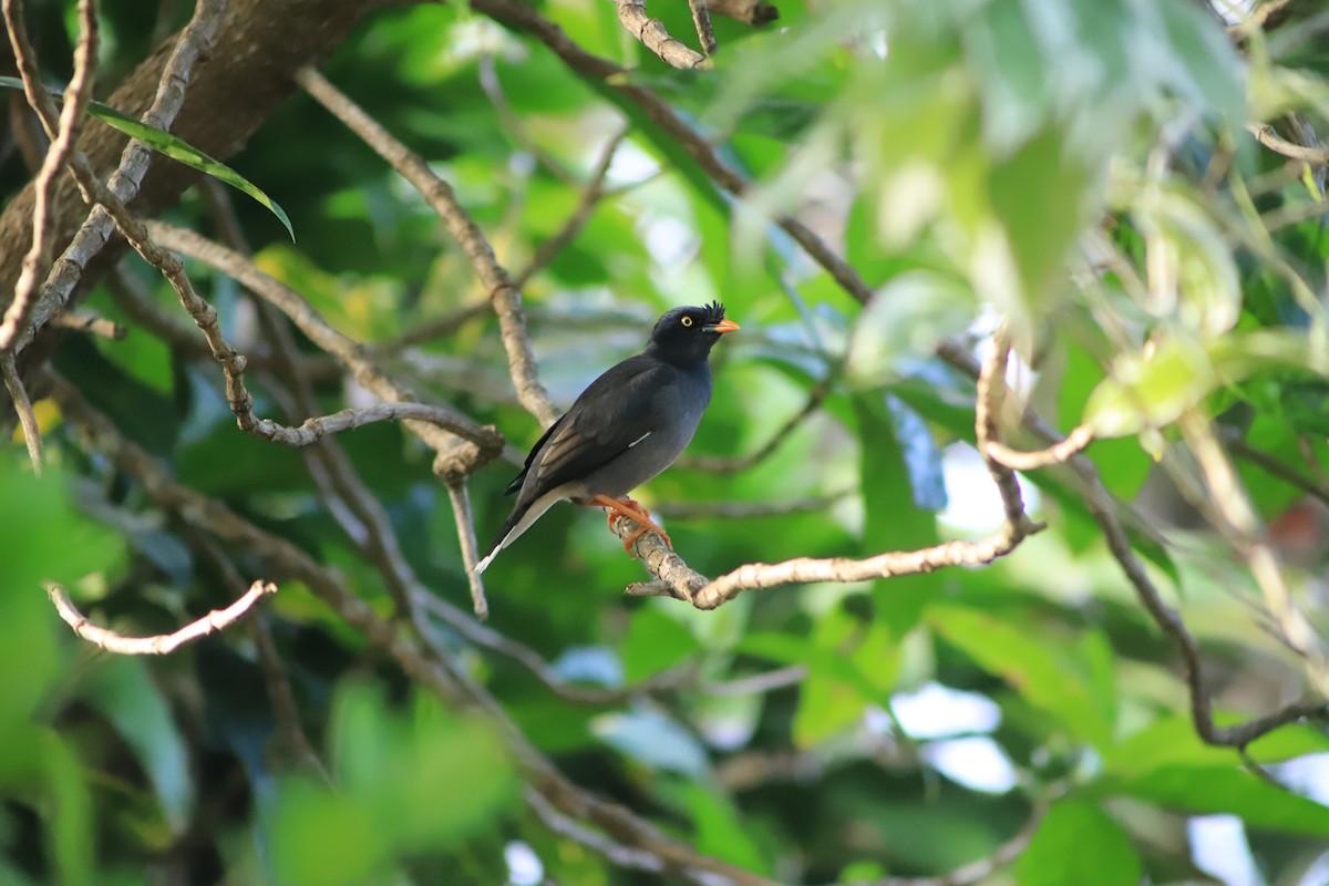 Jungle Myna - ML644292386