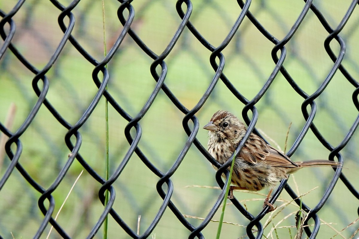 Song Sparrow - ML644292393