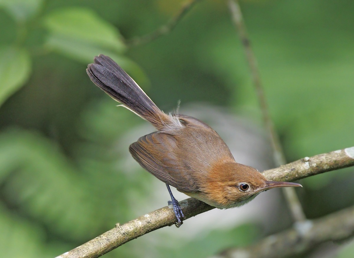 leskot dlouhozobý - ML644292395