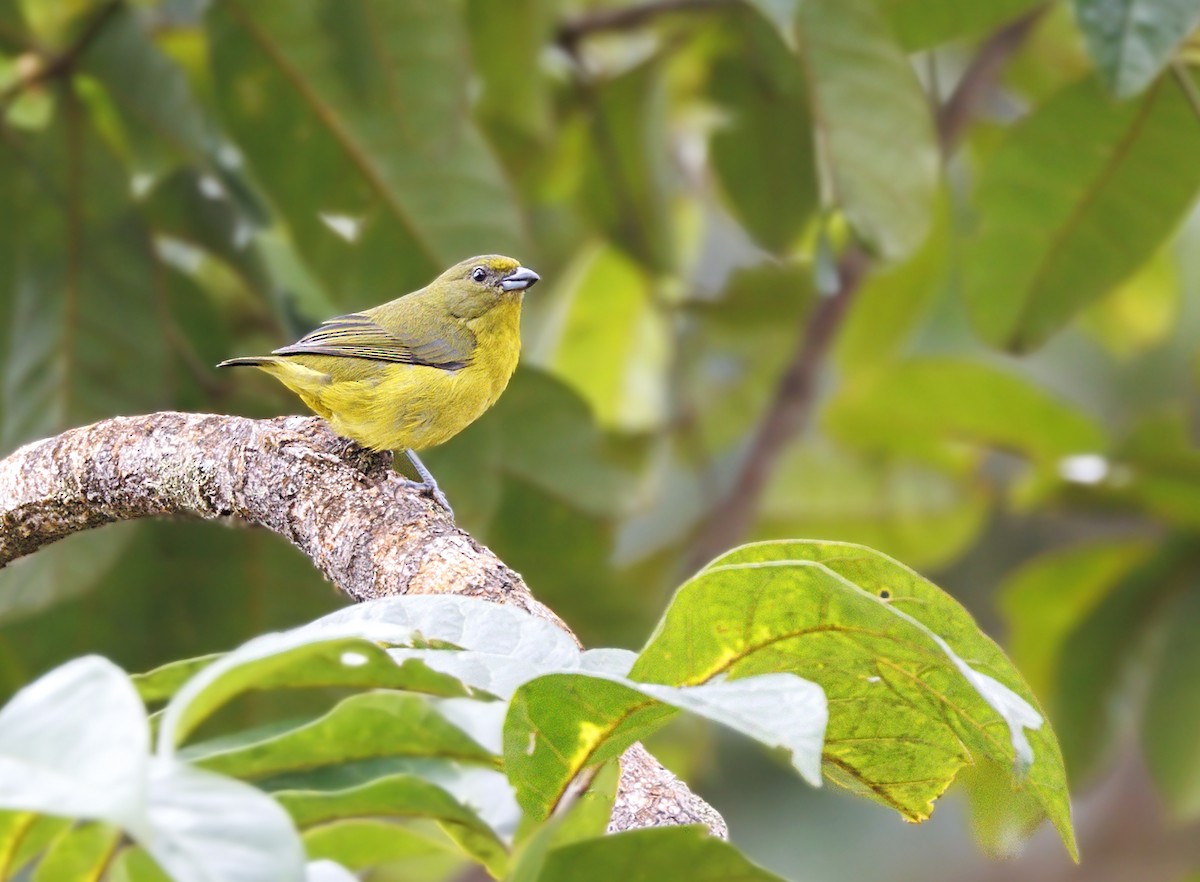 libohlásek fialový - ML644292409