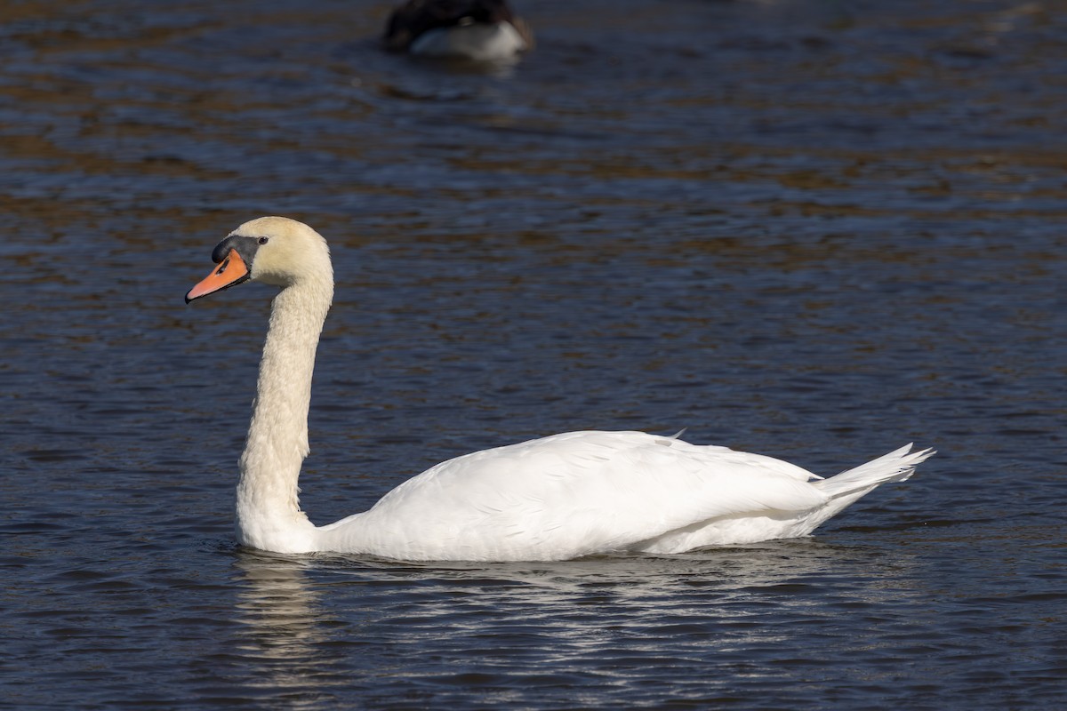 Mute Swan - ML644292413