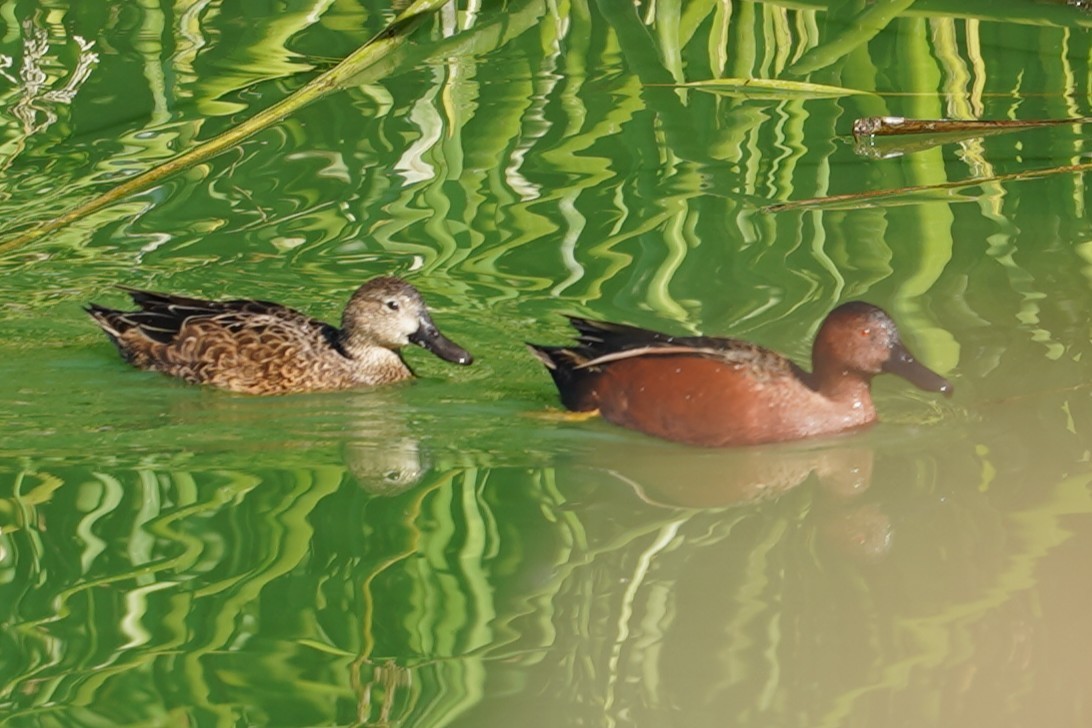 Cinnamon Teal - ML644292414