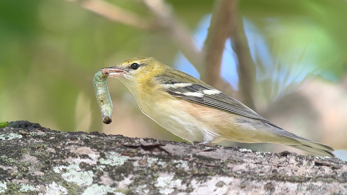 Пісняр-лісовик каштановий - ML644292432