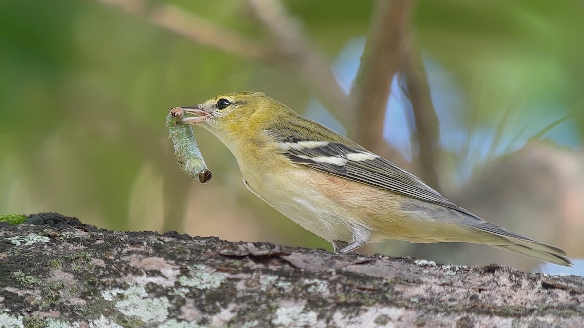 Пісняр-лісовик каштановий - ML644292433