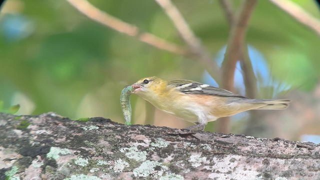Пісняр-лісовик каштановий - ML644292434