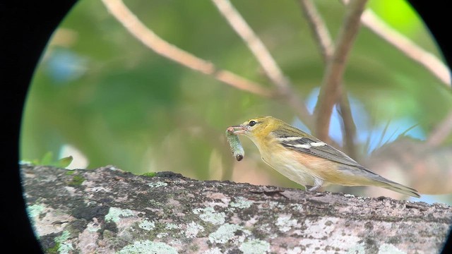 Пісняр-лісовик каштановий - ML644292435