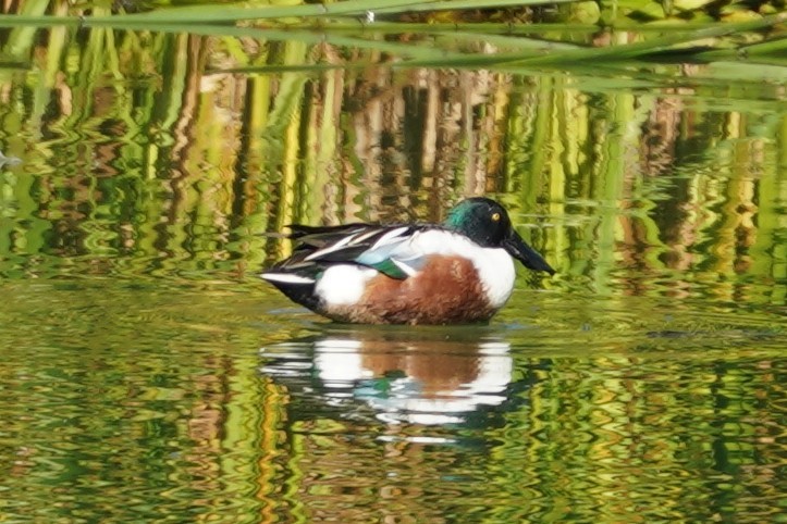 Northern Shoveler - ML644292438