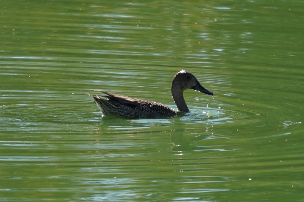 Northern Pintail - ML644292444