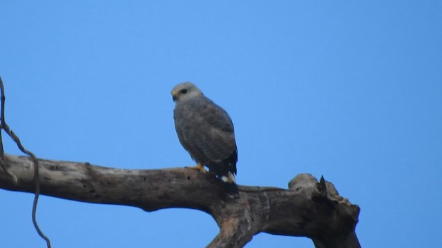 Gray-lined Hawk - ML644292456